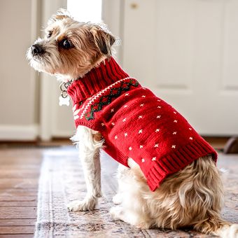 Ilustrasi anjing - Anjing memakai sweater.