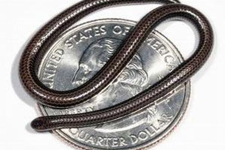 Penemuan Ular Terkecil Banyak Dicibir