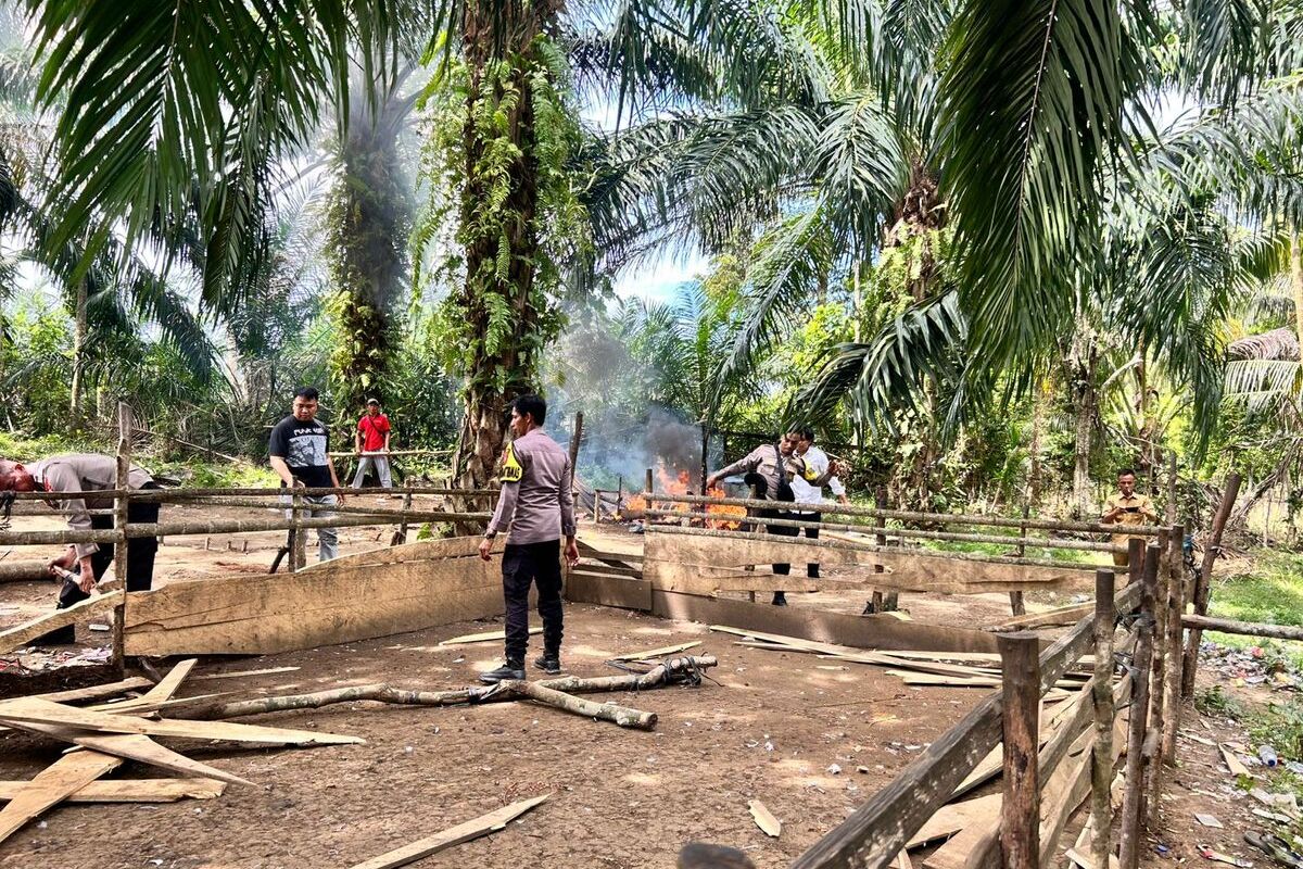 (Ilustrasi) Polisi bakar judi sabung ayam. (Poto: Polres Kaur)
