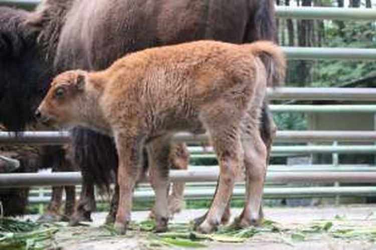 Bison Amerika yang terlahir dari induk betina bernama Nanduira dan jantan bernama Kiasulin di Taman Safari Indonesia II Prigen, Kabupaten Pasuruan, Jawa Timur, Selasa (14/6/2016).