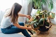 Kenapa Daun Tanaman Hias Calathea Berubah Warna Jadi Kuning dan Coklat?