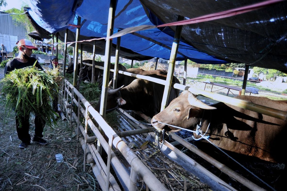 Pekerja memberikan pakan ternak sapi untuk hewan kurban yang dijual di kawasan Mahendradata, Denpasar, Bali, Jumat (16/7/2021). Menurut pedagang, menjelang hari raya Idul Adha 1442 H permintaan hewan kurban berupa kambing dan sapi yang dijual dengan harga Rp2,6 juta hingga Rp21 juta tersebut mengalami penurunan hingga 60 persen akibat pandemi COVID-19. ANTARA FOTO/Fikri Yusuf/hp.