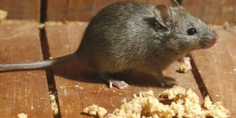 3 Cara Ampuh Usir Tikus Masuk Ke Ruang Mesin Mobil Halaman All Kompas Com 3 Cara Ampuh Usir Tikus Masuk Ke Ruang Mesin Mobil Halaman All Kompas Com