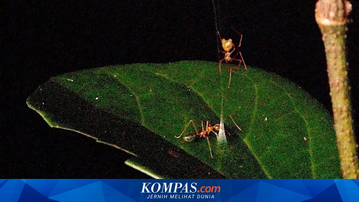 Spesies Baru Laba-Laba Ini Jebak Semut Hijau dengan Katapel dari Sutra