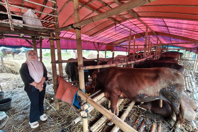 Cerita Penjual Hewan Kurban di Bogor, Harga Belanja Naik, Terdampak Banyak yang Sumbang ke Konflik Global