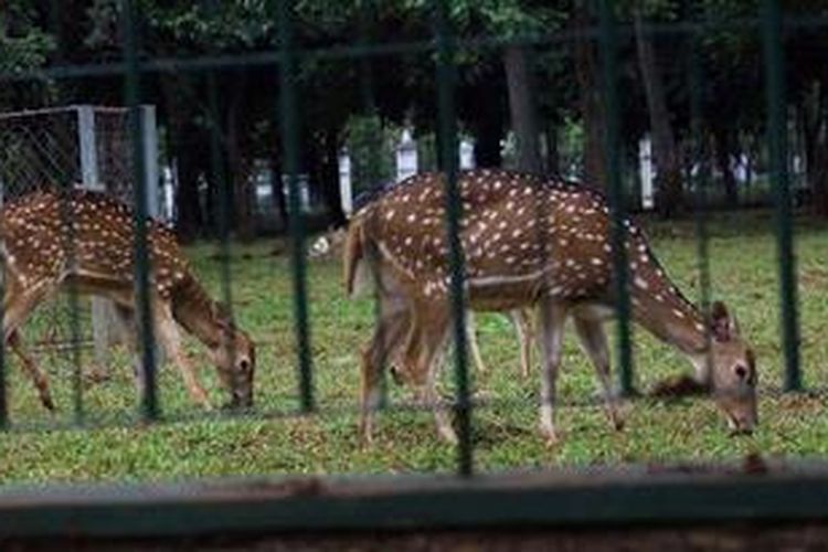 Rusa jenis tutul yang berada di Kawasan Taman Monas, Jakarta Pusat, sedang mencari makan, Jumat (1/3/2013). Polulasi rusa di Taman tersebut terus meningkat. Warga DKI Jakarta bisa memiliki binatang tersebut gratis dengan mengajukan surat permohonan ke Dinas terkait.