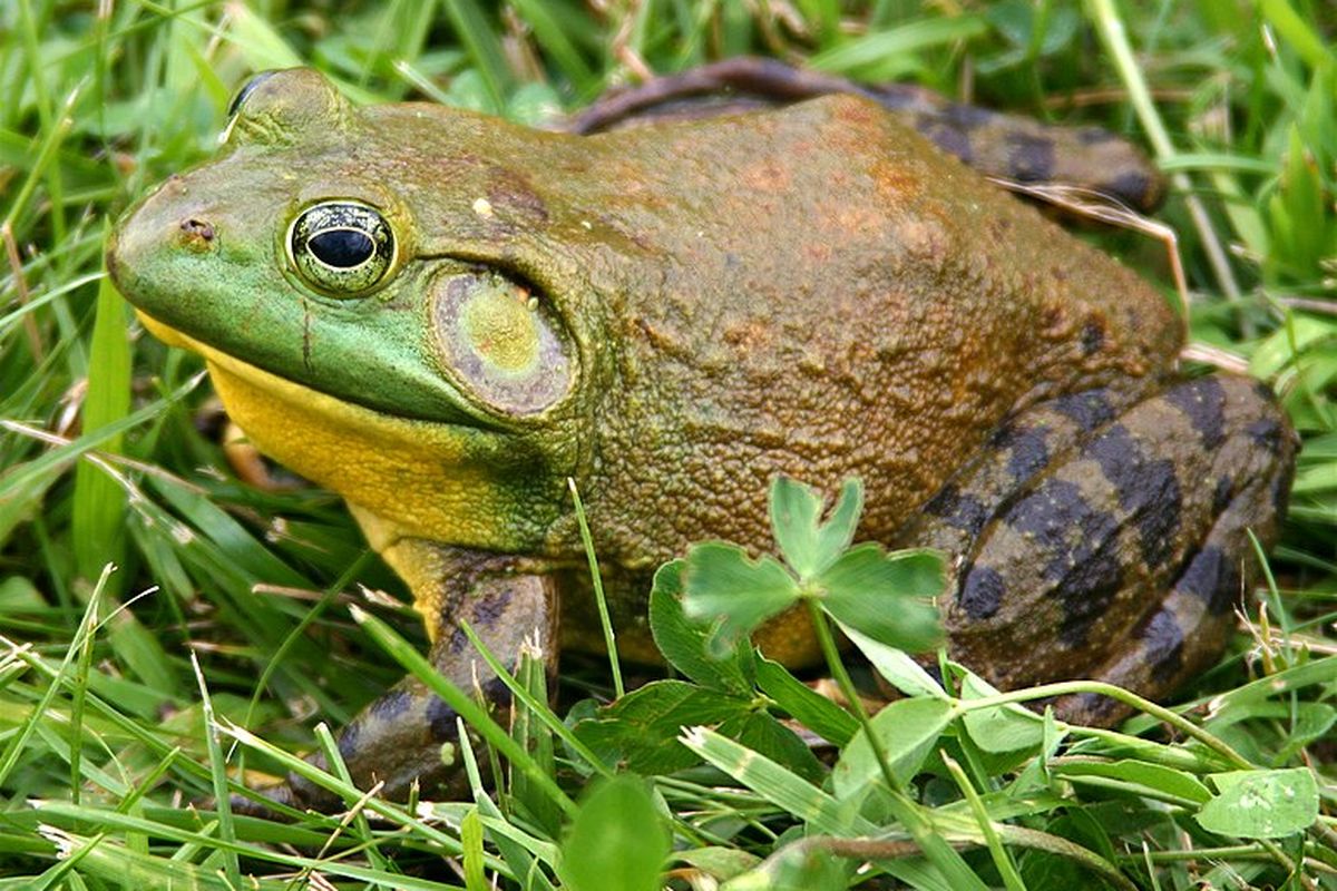 Bullfrog Amerika