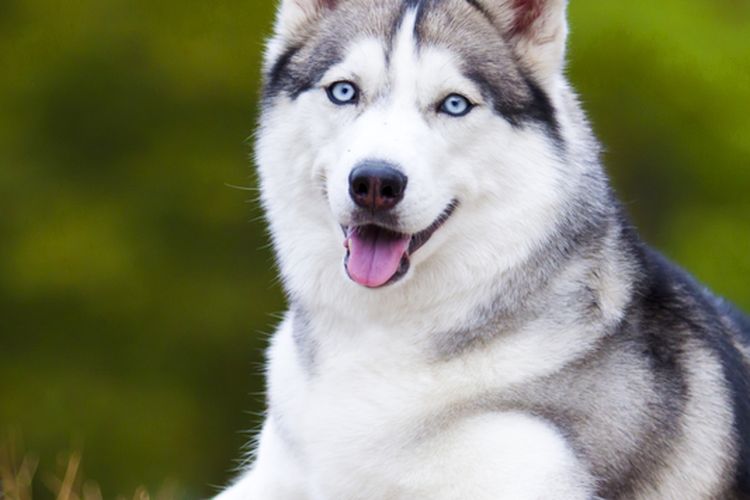Ilustrasi anjing Siberian husky. 