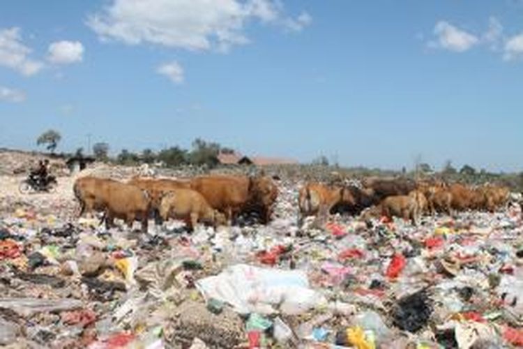 Puluhan ternak sapi milik warga tengah asyik melahap tumpukan berbagai jenis sampah di tempat pembuangan akhir (TPA) Alak, Kecamatan Alak, Kota Kupang, Nusa Tenggara Timur