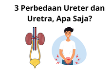 3 Perbedaan Ureter dan Uretra, Apa Saja?