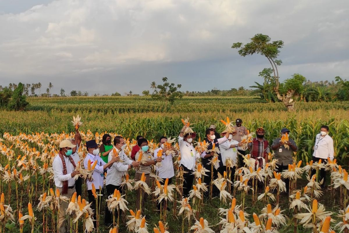 Menteri Pertanian Syahrul Yasin Limpo bersama sejumlah pejabat di NTT mengikuti panen perdana tanaman jagung di Desa Baumata, Kecamatan Taebenu, Kabupaten Kupang, Minggu (17/10/2021)