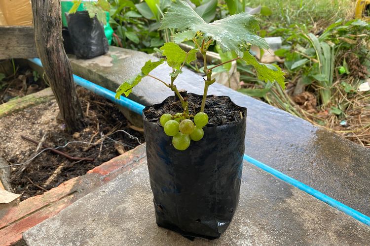 Ilustrasi menanam anggur di polybag, pohon anggur di polybag. 