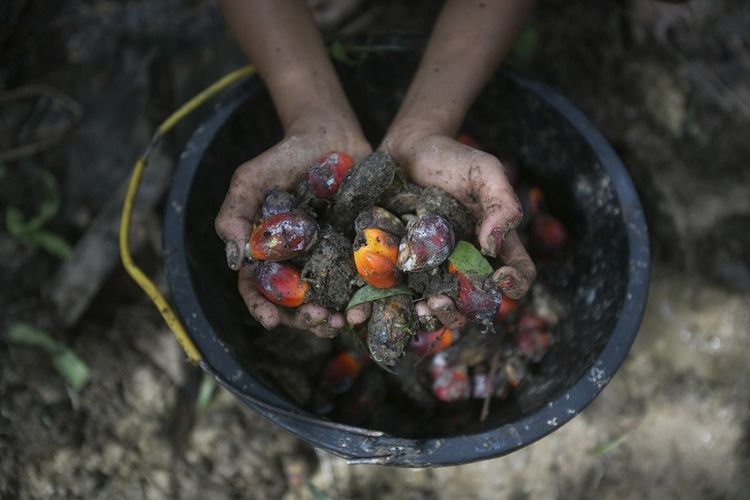 Seorang gadis kecil memegang buah kelapa sawit yang dikumpulkan dari sebuah perkebunan di Sumatera, Indonesia, 13 November 2017. Investigasi Associated Press menemukan banyak pekerja kelapa sawit di Indonesia dan negara tetangga Malaysia mengalami eksploitasi, termasuk pekerja anak. 