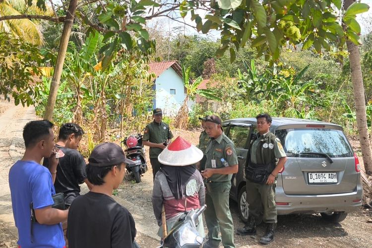 Monyet Liar Serang Kebun Warga di Pangandaran, Pisang hingga Kelapa Muda Rusak