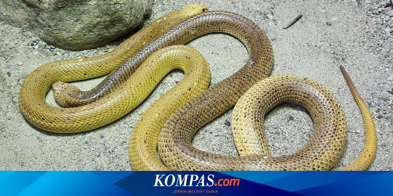 Demi Makan Dan Pasangan Ular Kobra Bisa Jadi Kanibal Halaman All Kompas Com Demi Makan Dan Pasangan Ular Kobra Bisa Jadi Kanibal Halaman All Kompas Com
