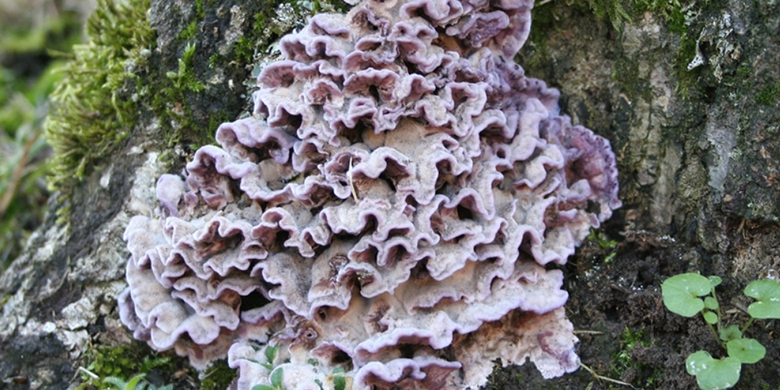 Ilustrasi jamur Chondrostereum purpureum yang tumbuh di pohon yang sudah mati 
