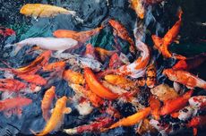 Psikolog Ungkap Kondisi Mental Siswi SD yang Bunuh Ibu di Medan