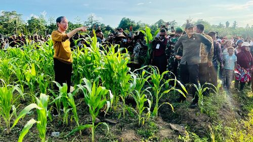 "Food Estate" Dikritik Cak Imin dan Mahfud, Istana Akui Perlu Evaluasi dan Penyempurnaan