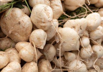 Cara Menanam Bengkuang dengan Mudah dan Cepat Panen