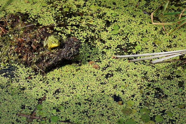 Ilustrasi tanaman Lemna sp. 