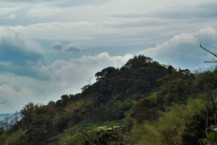 Tampak hutan larangan dilihat dari puncak Gunung Puncak Salam wilayah Kampung Adat Cireundeu, Kelurahan Lewigajah, Kecamatan Cimahi Selatan, Kota Cimahi.