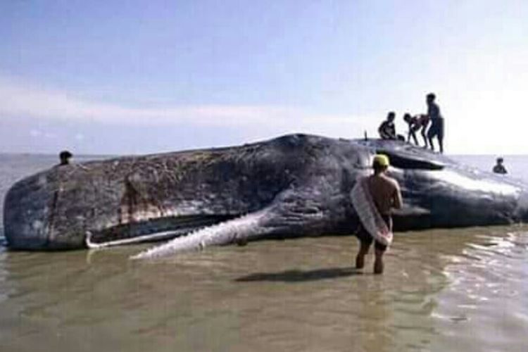 Seekor paus sperma yang terdampar di perairan Bombana menjadi tontotan warga setempat. (Foto warganet)