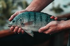 KKP Kembangkan Jejaring Perbenihan Nasional Ikan Nila