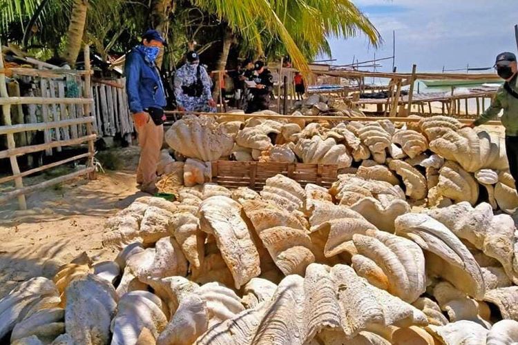 Sekitar 200 ton cangkang kerang raksasa yang dipanen secara ilegal senilai hampir 25 juta dollar AS (Rp 364 miliar) telah disita di Filipina.
