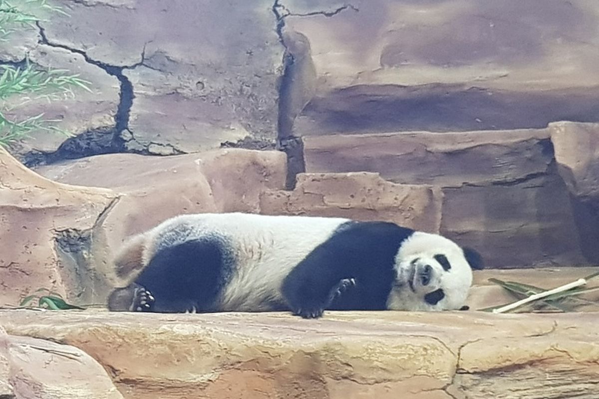 Seekor panda tertidur di Istana Panda Taman Safari Bogor.