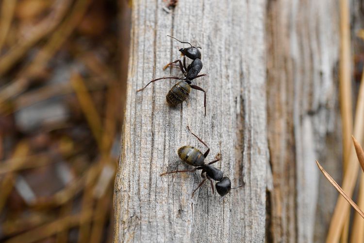 Ilustrasi semut. Studi baru menemukan semut jadi salah satu hewan selain anjing yang bisa melakukan deteksi kanker.
