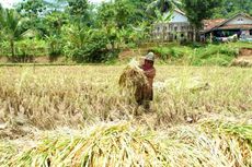Kontribusi Sektor Pertanian ke Ekonomi Indonesia Masih Rendah, Kenapa?