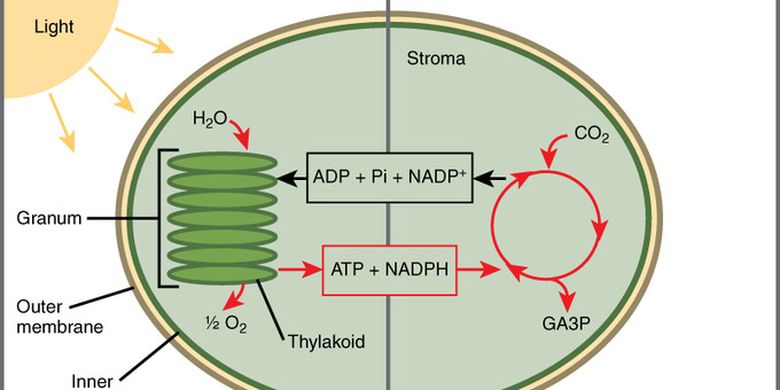 How Do Plants Produce Oxygen?