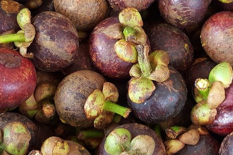 ilustrasi buah manggis. musim manggis tiba setiap Januari hingga April di daerah Jawa. 