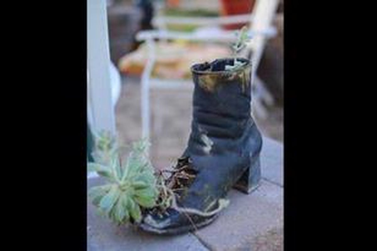 Sukulen minim perawatan, yang tumbuh perlahan dan hanya membutuhkan sedikit ruang dan sedikit air. Karena itulah, wadah tidak biasa seperti sepatu bekas dapat menjadi tempat cocok bagi Sukulen.