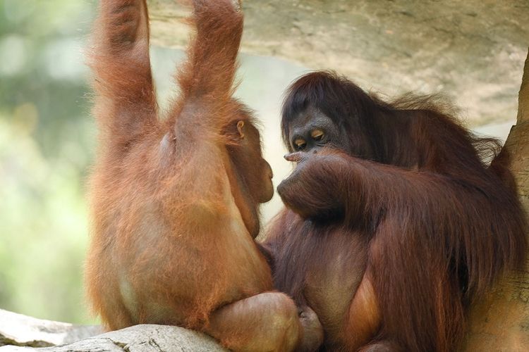Dua orangutan tampak tengah berbicara satu sama lain di Taman Safari.