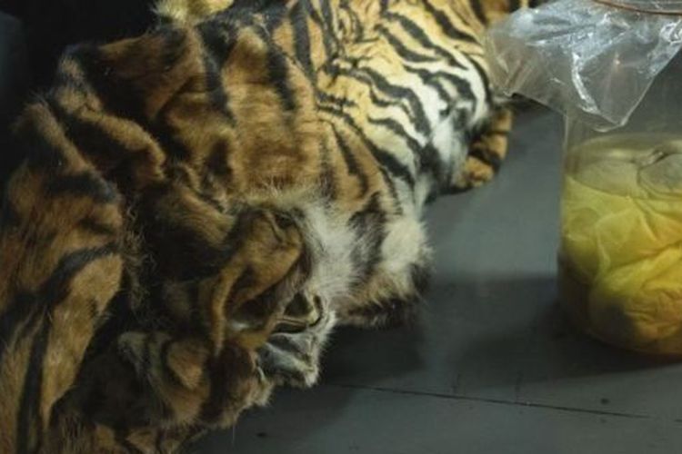 Kulit harimau dewasa ditemukan bersama-sama dengan janin. 