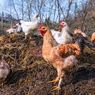 Perdana, Kabupaten Bintan Ekspor 359.699 Ayam Hidup ke Singapura