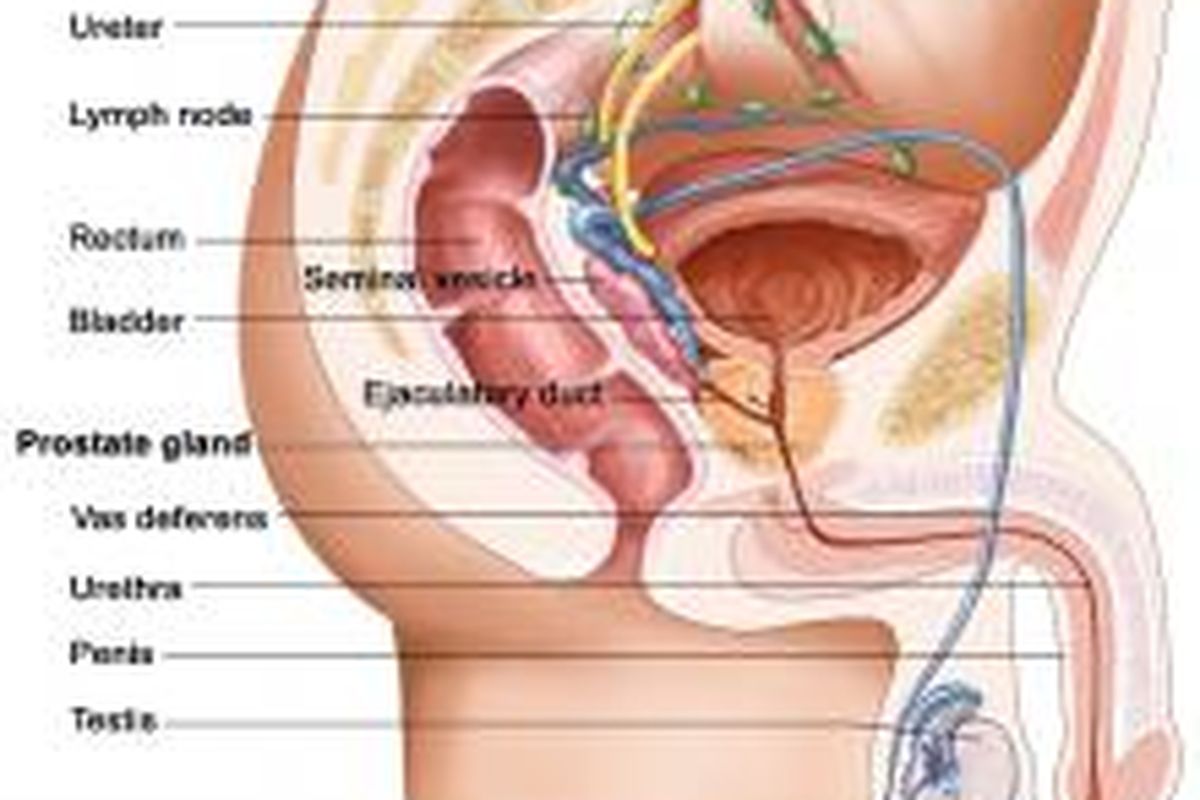 Ilustrasi anatomi organ reproduksi pria