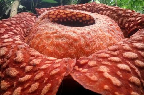 Bunga Rafflesia Terbesar Sedunia Mekar di Sumatera