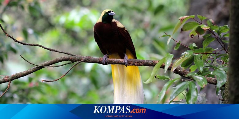 Nuri Sayap Burung Cendrawasih Biru