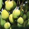 Penyebab dan Cara Mengatasi Buah Mangga Pecah di Pohon