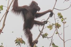 Kisah Bara dan Arang, Orangutan di Atas Pohon di Lahan Terbakar