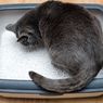 Kenapa Kucing Tidur di Dalam Kotak Pasirnya? Cermati 2 Faktor Ini