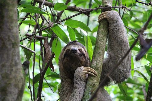 Sloth, Hewan dengan Metabolisme Terlambat