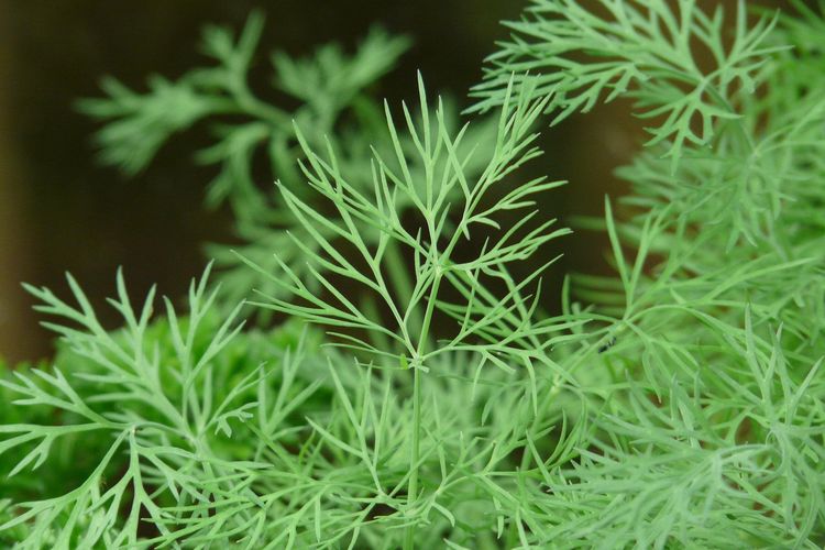 Ilustrasi tanaman Dill. 