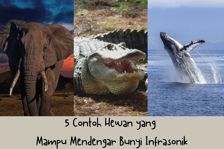Lima contoh hewan yang mampu mendengar bunyi infrasonik, antara lain gajah, aligator, dan paus.