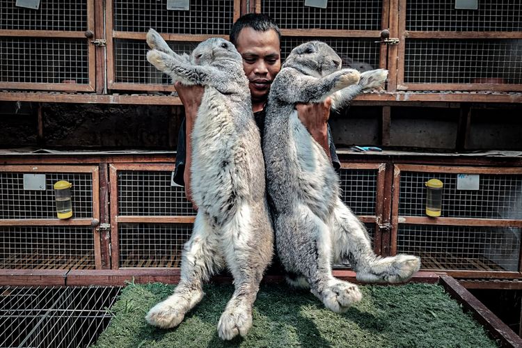 Asep Yana (42), peternak kelinci yang berhasil mengembangkan kelinci jenis German Giant di peternakan kelinci miliknya, Arya Aditya Rabbitry di Lembang, Bandung Barat.