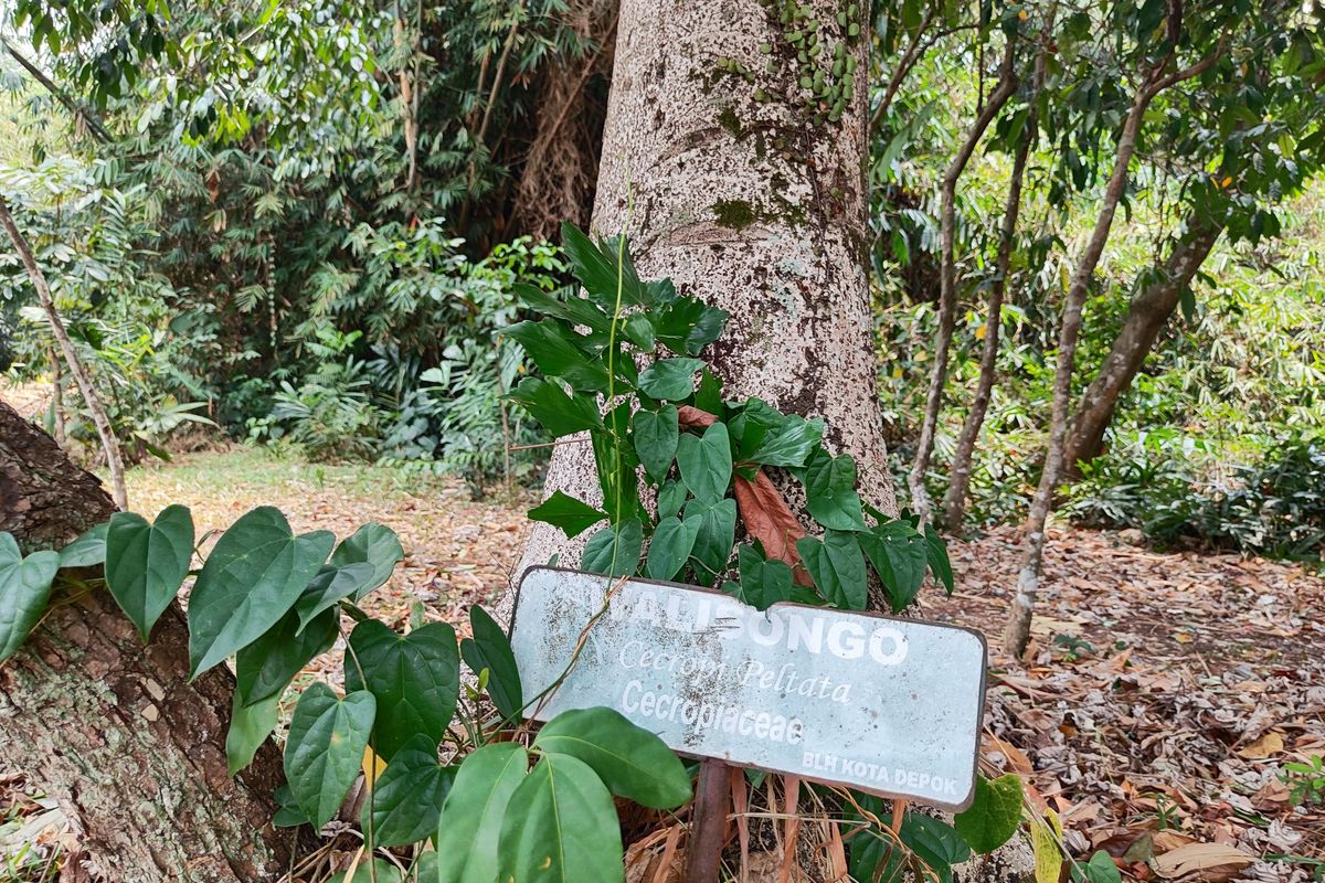 Taman Hutan Raya Pancoran Mas, cagar alam tertua Indonesia. Letaknya ada di Kota Depok, Jawa Barat. 