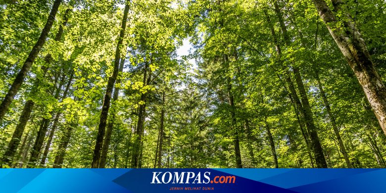 Sumber Daya Alam yang Dapat Diperbarui, Apa Saja? - Vimarsana News