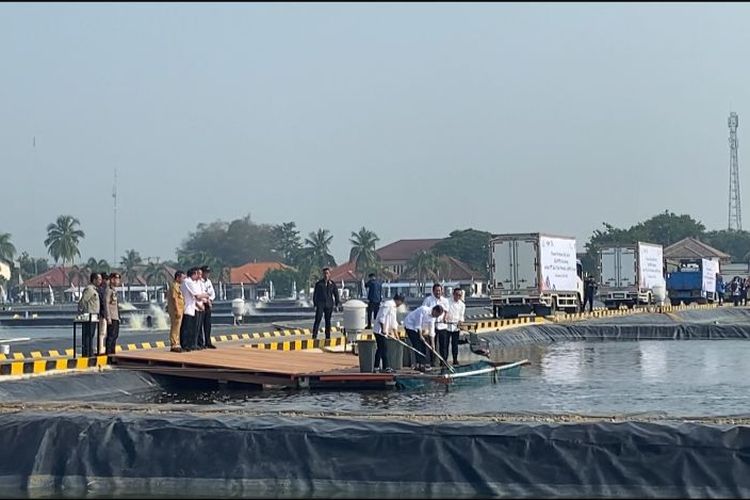 Presiden Joko Widodo tampak memanen ikan nila salin di kawasan modeling tambak budi daya Balai Layanan Usaha Produksi Perikanan Budi Daya (BLUPPB), Karawang, Jawa Barat, Rabu (8/5/2024).